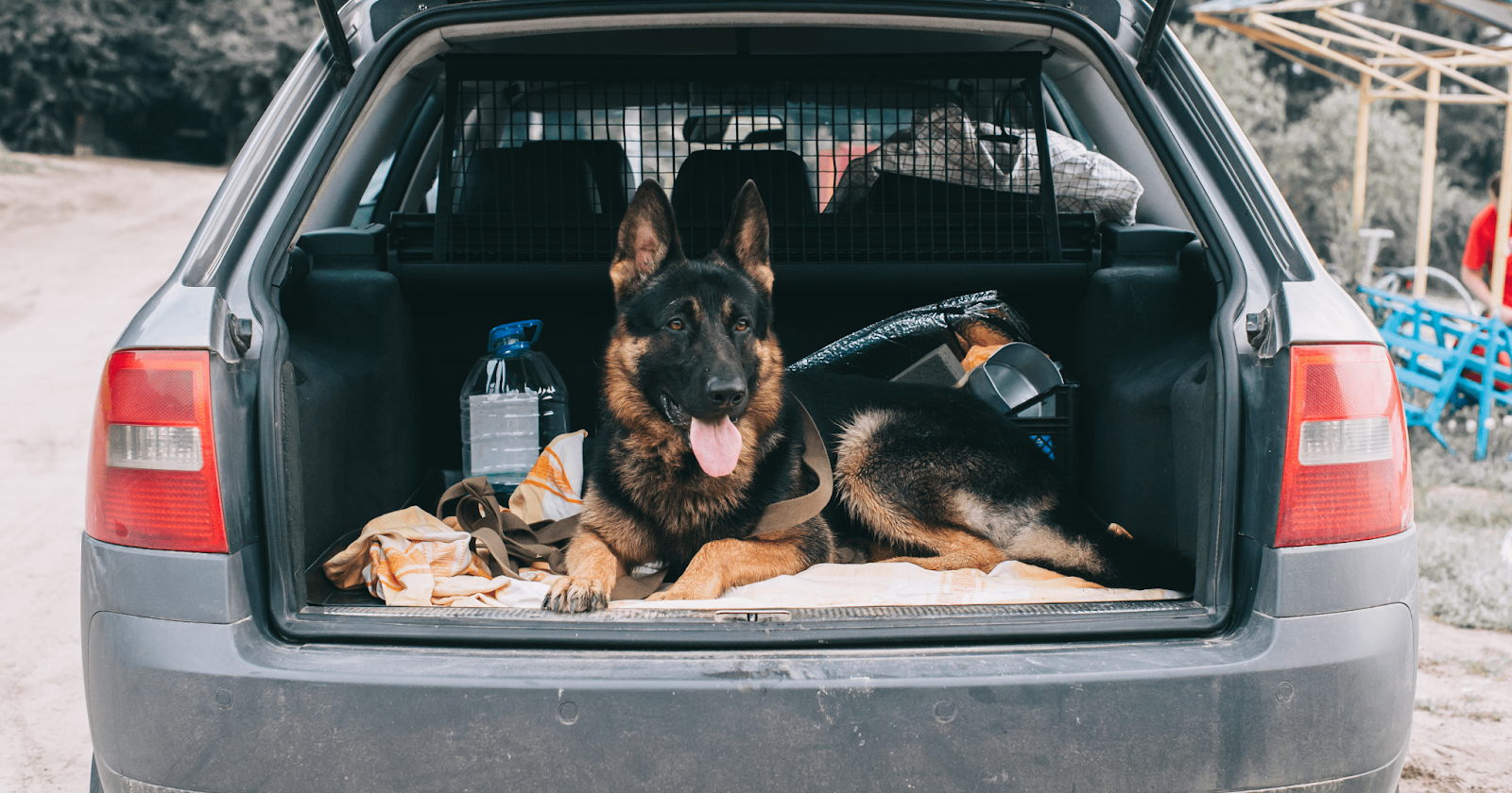 Dog car on sale boot restraint